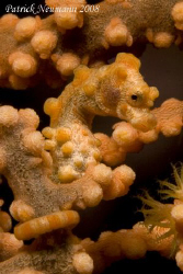 yellow Pygmy .. Canon 400D/Hugyfot by Patrick Neumann 